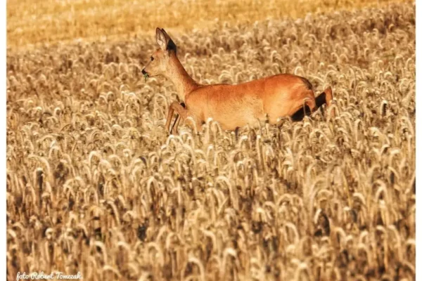 Lokalny fotograf uchwycił magię Krainy Dwunastu Jezior – sarny, turkawki i wieża ratusza w jednym kadrze