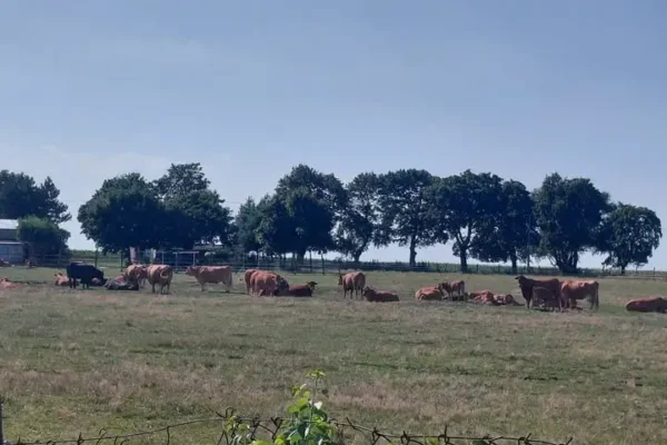Spór o 200 hektarów w Pokrzywnicy: mieszkańcy przeciwko strefie przemysłowej, burmistrz broni planu