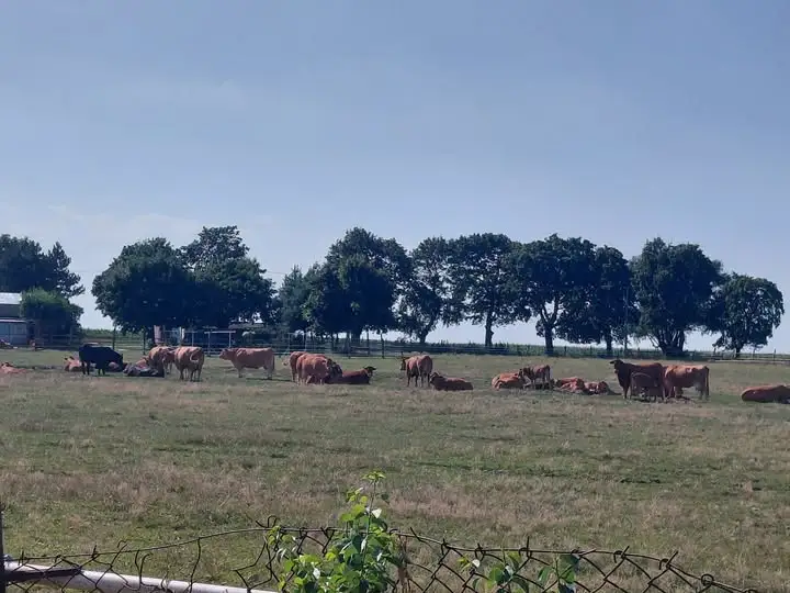 Spór o 200 hektarów w Pokrzywnicy: mieszkańcy przeciwko strefie przemysłowej, burmistrz broni planu