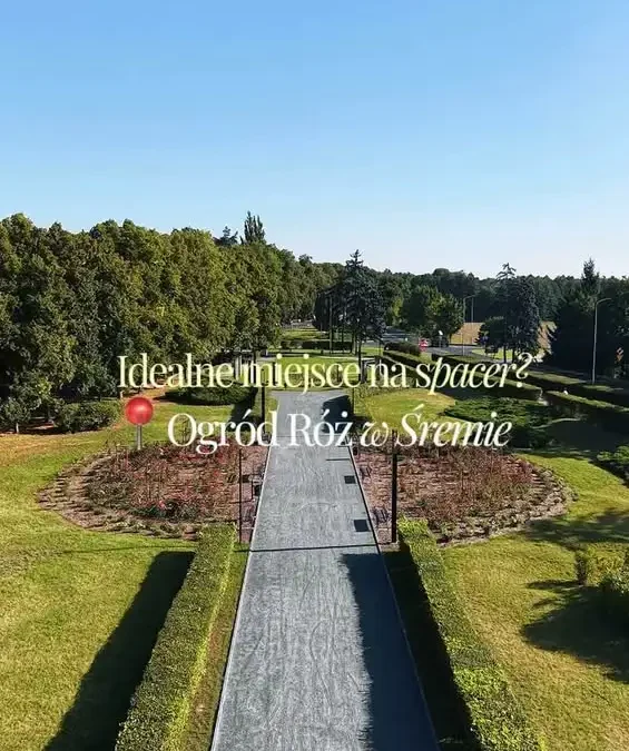 Słoneczny spacer wśród róż w Śremie – warto odwiedzić po modernizacji