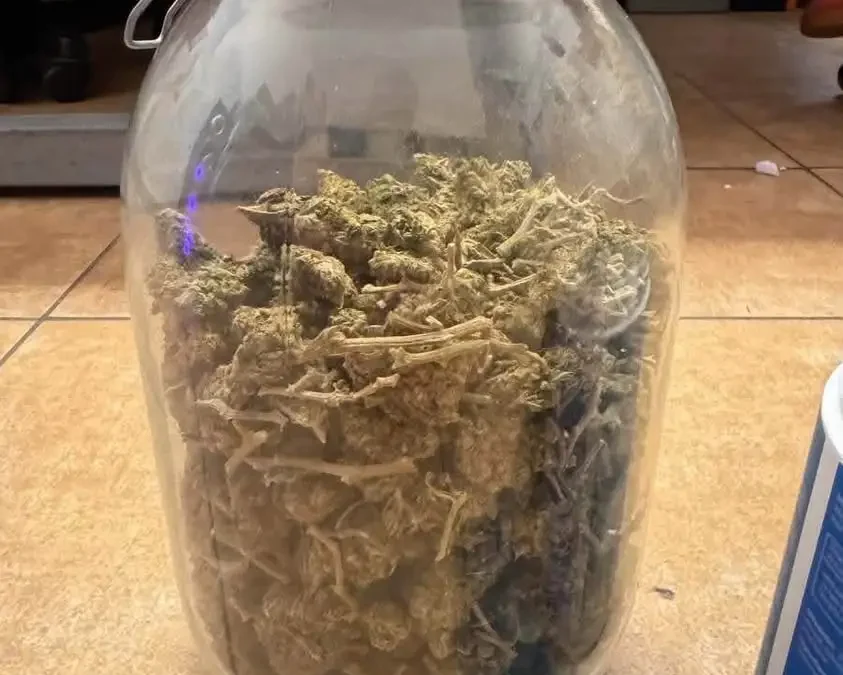 Policja w Śremie rozbiła grupę handlarzy narkotyków. 530 zarzutów i blisko kilogram zabezpieczonych środków