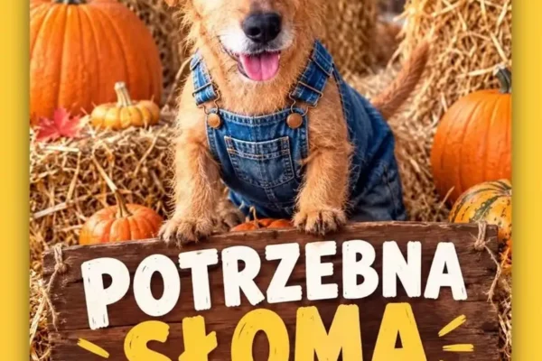 Schronisko w Gaju prosi o słomę – pomóż ocieplić budy psów przed zimą