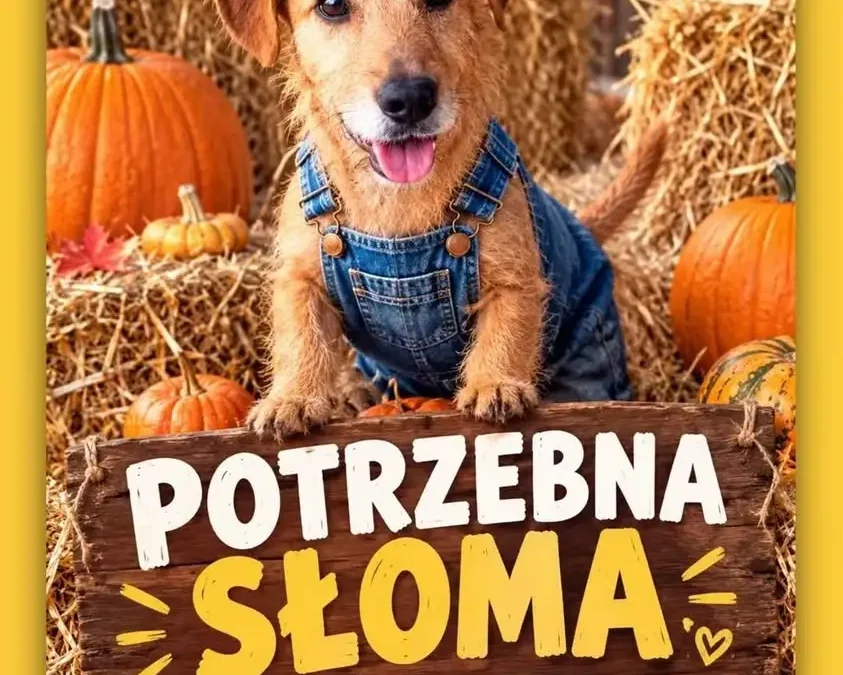 Schronisko w Gaju prosi o słomę – pomóż ocieplić budy psów przed zimą