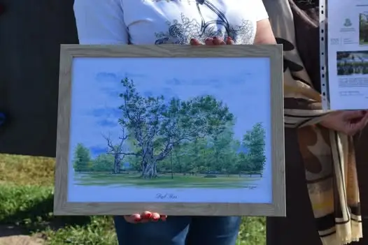 Dąb im. Piotra Taczaka w Nochowie – żywy pomnik pamięci i symbol rozwoju uczniów